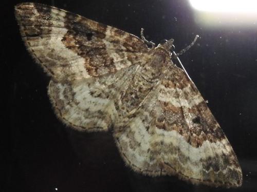 Epirrhoe alternata